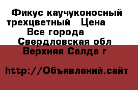 Фикус каучуконосный трехцветный › Цена ­ 500 - Все города  »    . Свердловская обл.,Верхняя Салда г.